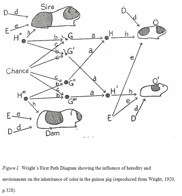 guinea-pig-path-analysis